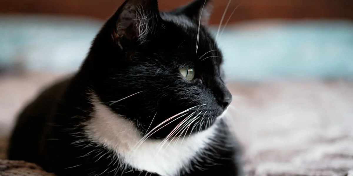Polen slår fast: Katte er en invasiv ‘alien’-art