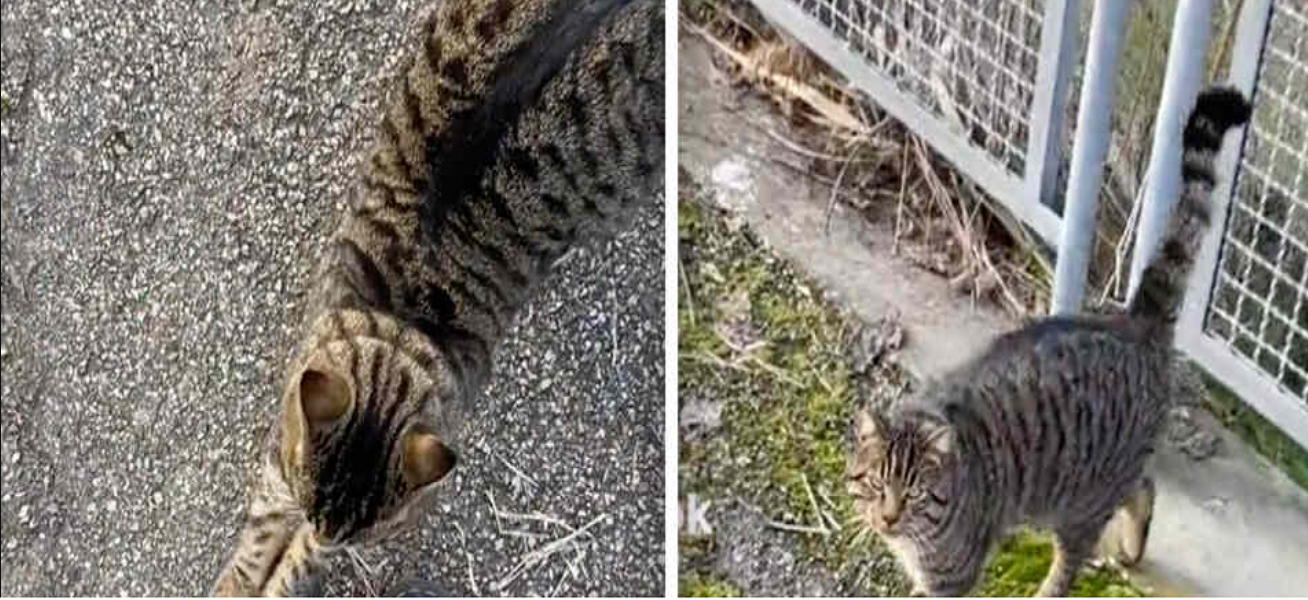 Mand møder fremmed kat: Det katten gør, efterlader ham målløs