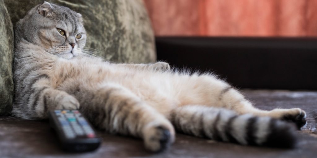 Sommerferien nærmer sig: Sådan passer du bedst på katten