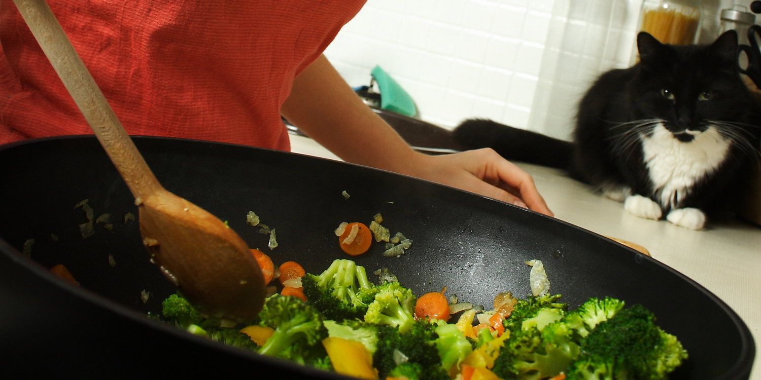 Dyrlæger advarer veganerer om at give deres katte plantebaseret kost