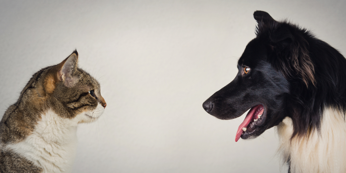 Nu kommer svaret: er katte lige så interesserede i deres ejere, som hunde er?