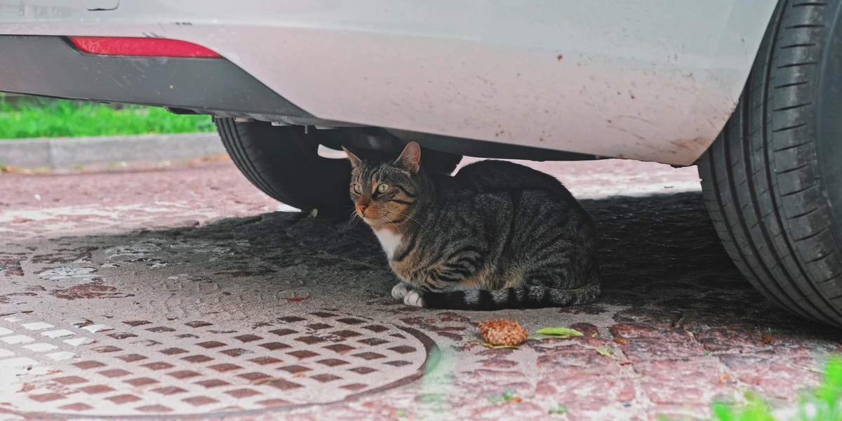 5-årig dreng bliver skubbet i jorden af ‘bøller’: Så kommer katten til undsætning