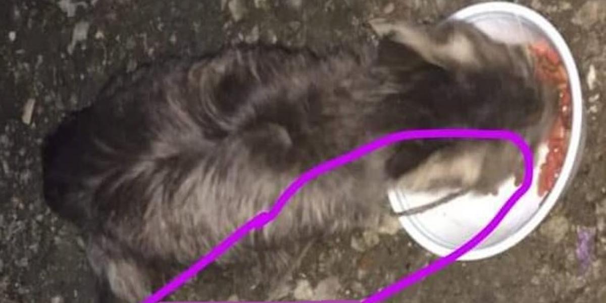 Kenny puttede kød på krogen og fiskede efter katte