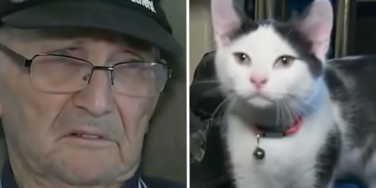 84-årig mand fik kat foræret af ven: Kort tid efter reddede den hans liv