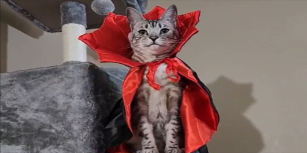 Amanda ville tage halloween-kostume af sin kat: Så gør katten noget uventet