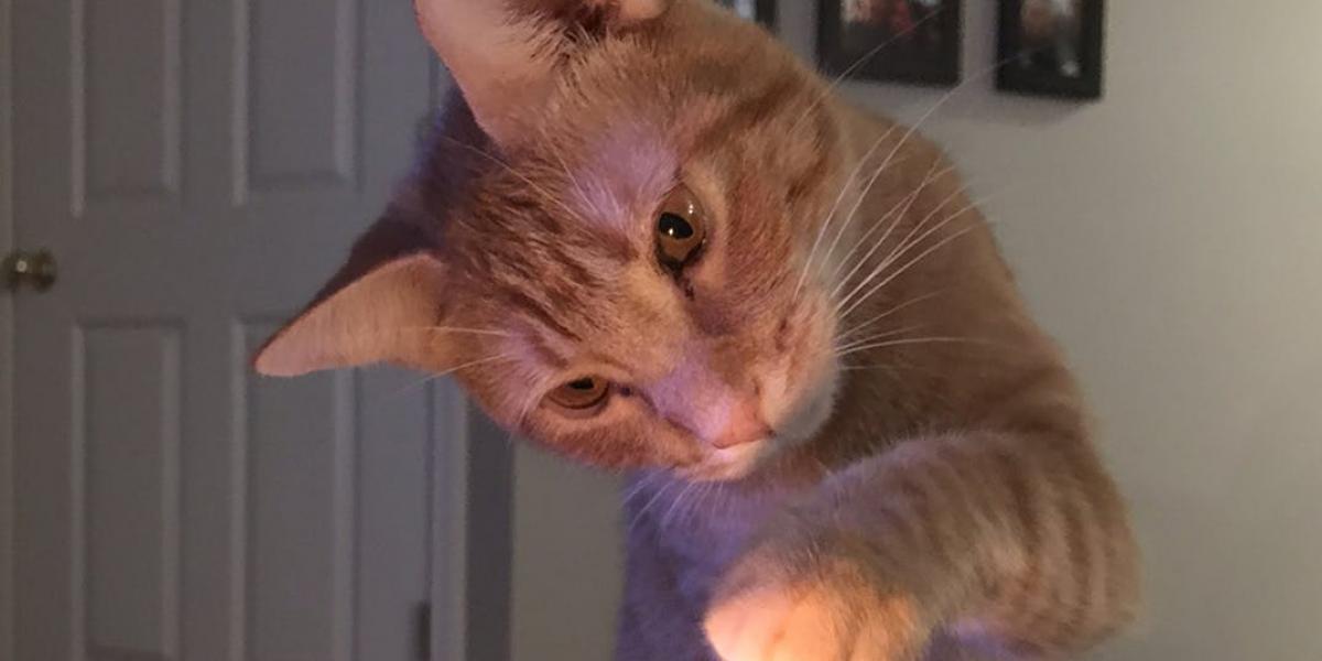 Chokeret ægtepar: Katten var skyld i at konen blev gravid