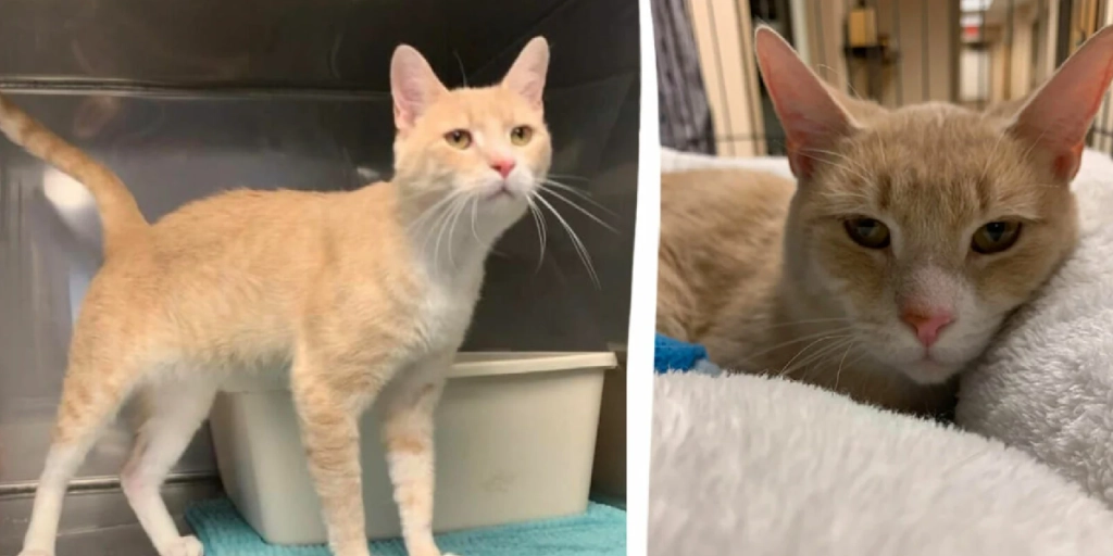 Familie ville ikke have katten Bruno mere: Du taber kæben når du hører hvorfor