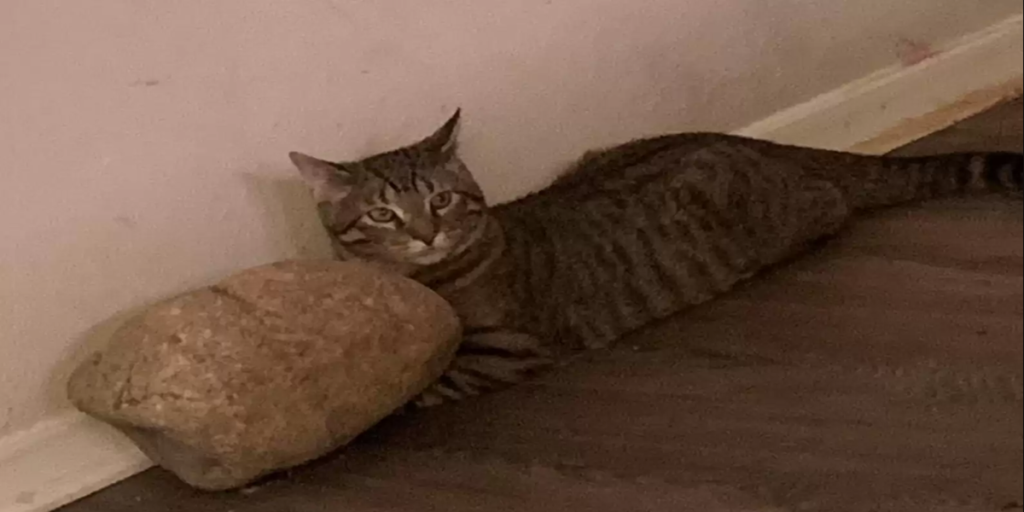 Daniel har ‘katte-sikret’ sit juletræ – men katten har andre planer, da den ser træet