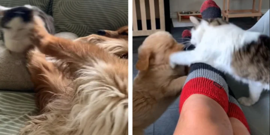 Kvinde vil have sin hund og kat til at kunne sammen: Ender med at give bagslag