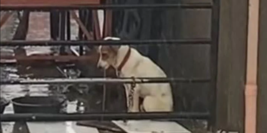 Videoklippet af hunden der sidder i silende regn har knust mange: Så tager naboen sagen i egen hånd