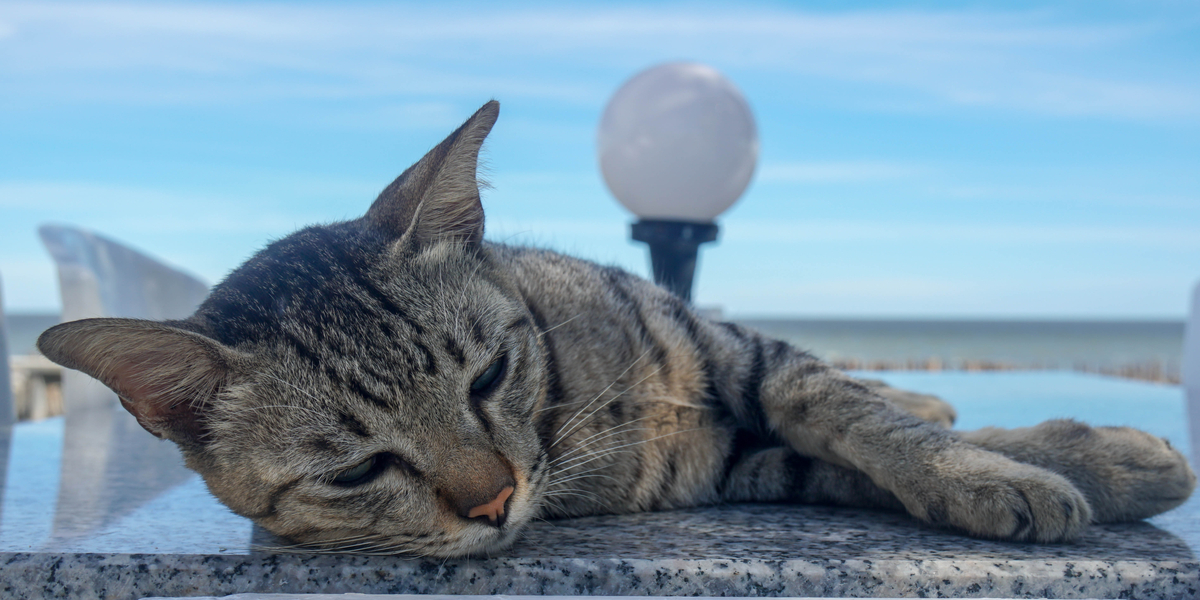 Video viser mand sparke killing i havet: Nu er han anholdt