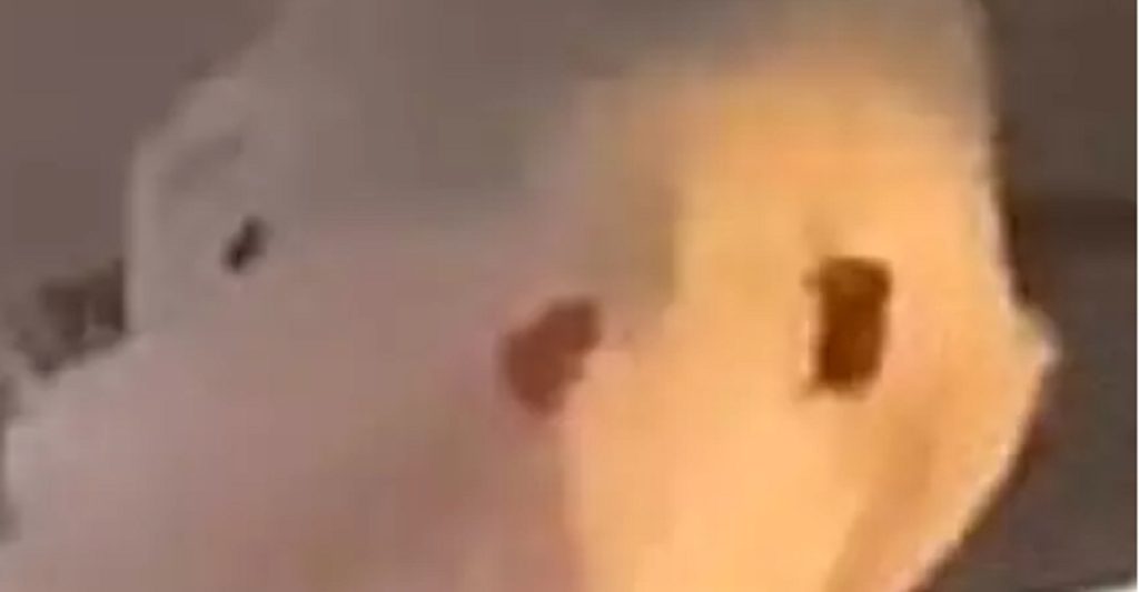 Eleverne skulle klæde sig ud som ‘historiske figurer’: Elevs kostume fik læreren suspenderet