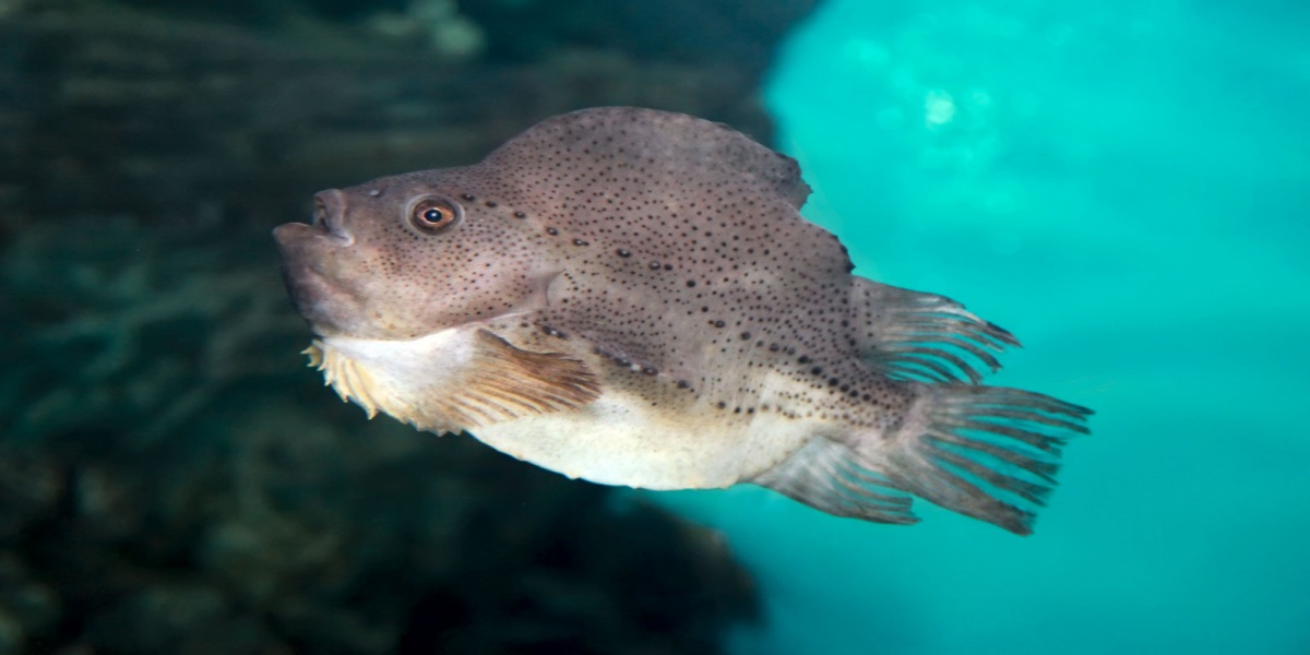 Gigantisk fisk skyllet ind på dansk strand