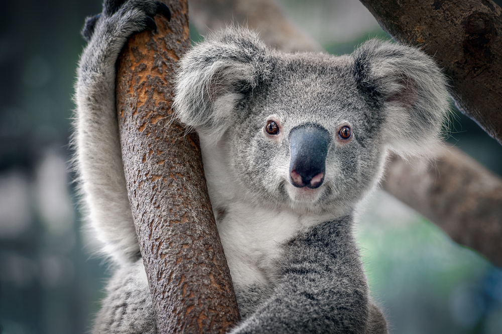 Forfærdeligt nyt: Koalaen er nu uddød