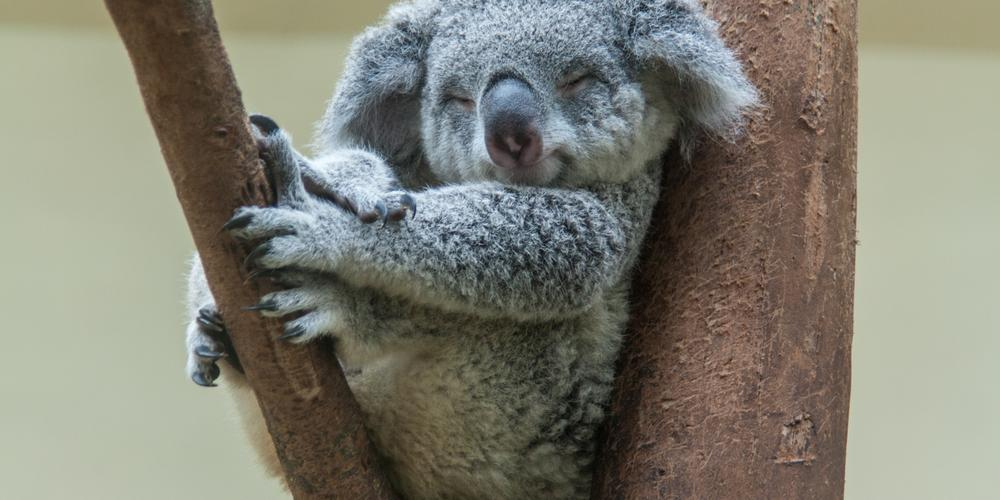 Foto: Shutterstock