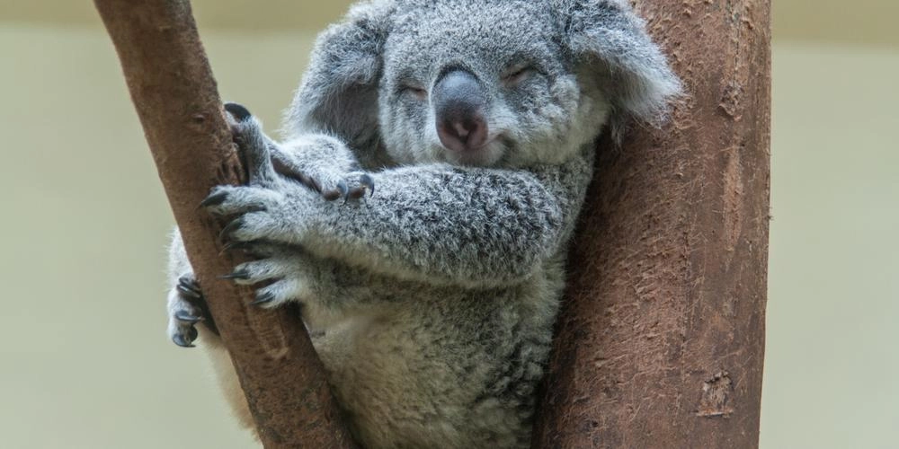 Koalaen er ved at uddø: Du gætter aldrig, hvad én af hovedårsagerne er