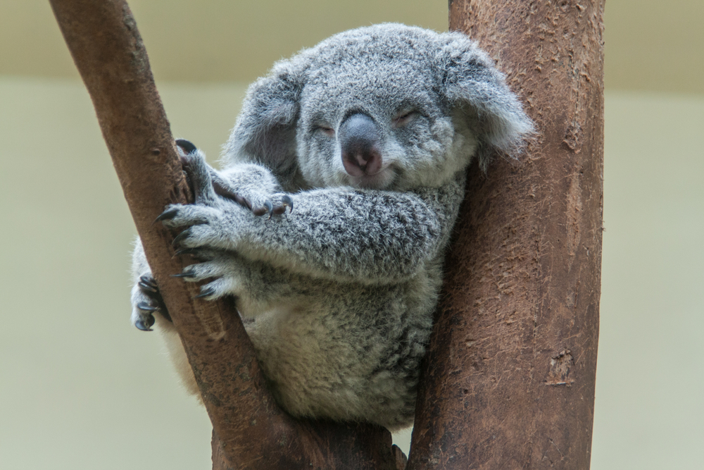 Godt nyt: Koalaen er alligevel ikke udryddet