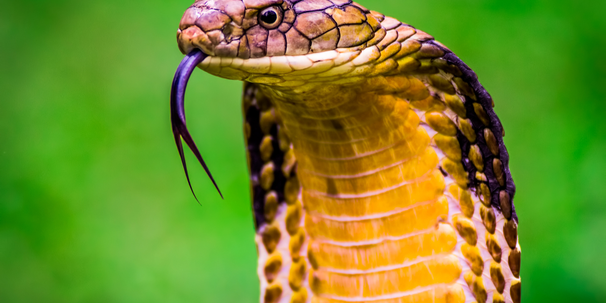 Giftig kobra bed 8-årig dreng: Så gik den 8-årige til modangreb