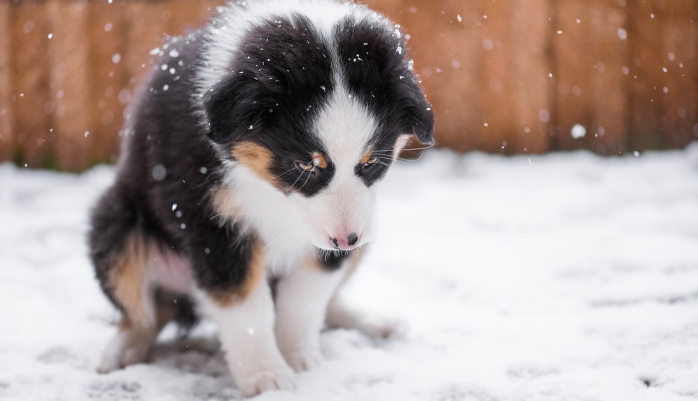 Politi redder livet på hund, der var lukket ude i minusgrader
