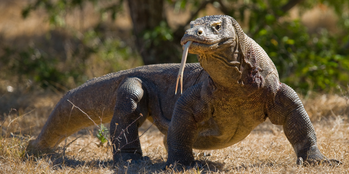 Første gang i zooens 122 årige historie: 6 komodovaranæg udklækket