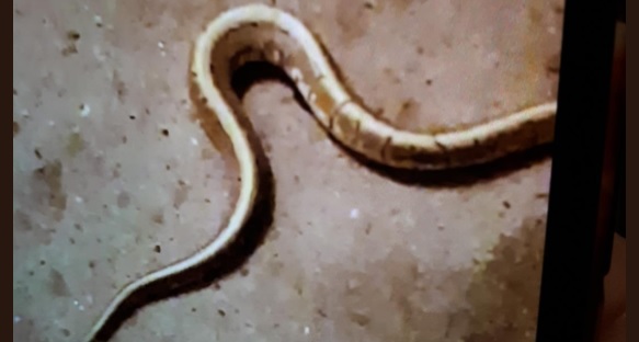 Efterlysning: Politiet har fundet en kongepython, er det din?