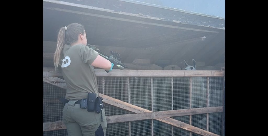 Frygtet sygdom hærger: Dyrlægerne i København Zoo arbejder på højtryk