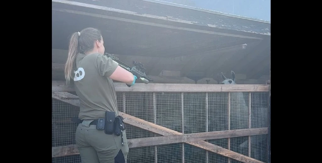 Frygtet sygdom hærger: Dyrlægerne i København Zoo arbejder på højtryk