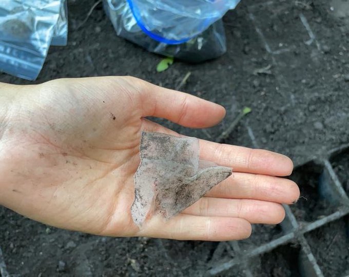 Hun puttede en tepose ned i hullet og fyldte det med jord: 1 år senere kunne hun ikke tro sine egne øjne