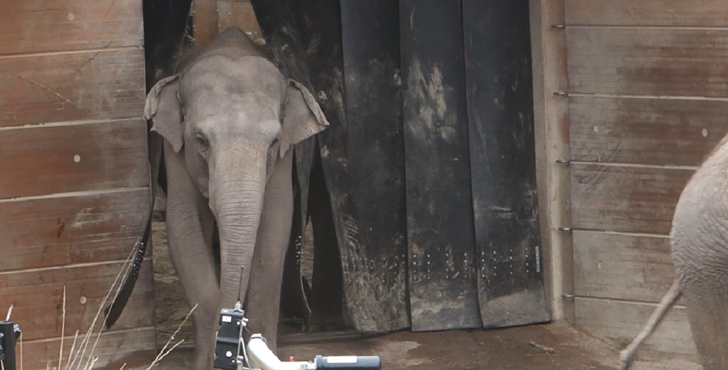 Det ligner blot elefanten er på vej udenfor i Københavns Zoo – men få sekunder senere taber alle kæben