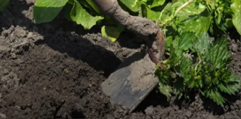 Næsten alle smider det ud: Det er guld værd i haven