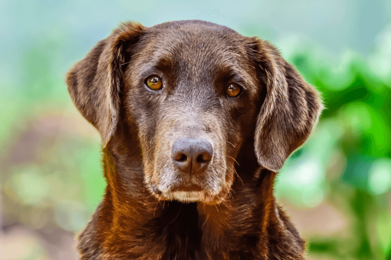 Hunden Bobi er lige fyldt 31 år: Her er hemmeligheden