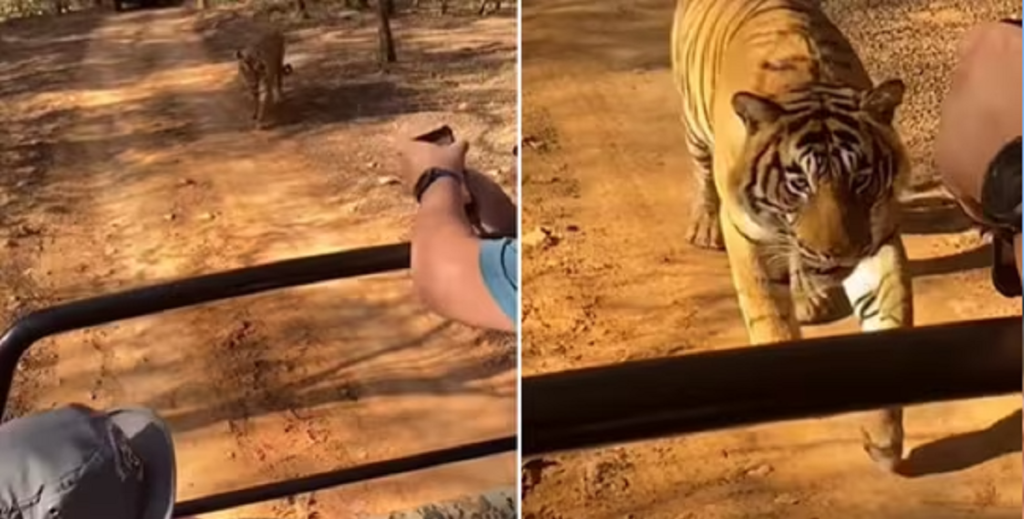 Tigeren begynder pludselig at bevæge sig efter safaribilen – men se så hvad der sker