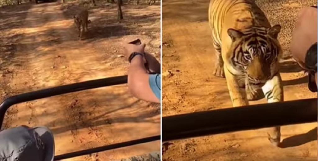 Tigeren begynder pludselig at bevæge sig efter safaribilen – men se så hvad der sker