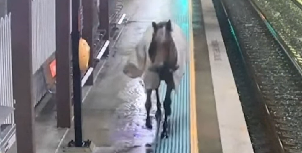 Alle taber kæben, da hest pludselig kommer løbene på perronen – men se så bare hvad der sker få sekunder senere