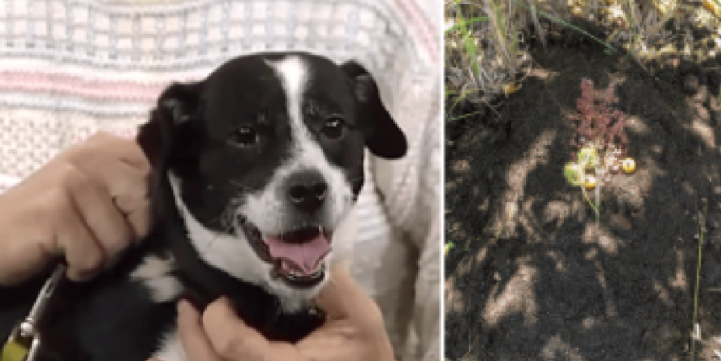 Familien begraver deres elskede hund: Få timer senere kradser han på døren