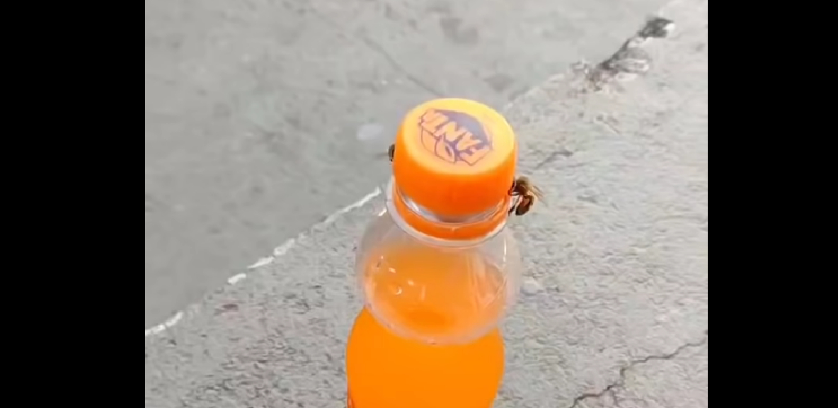 Vanvittig video går viralt: Du tror ikke dine egne øjne, når du ser hvad bierne gør ved sodavanden