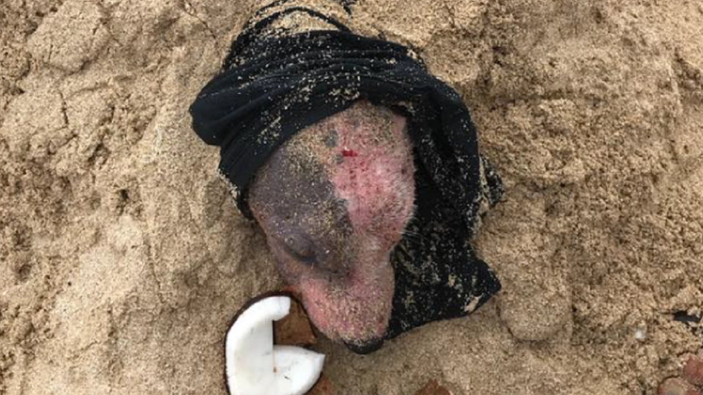 Hund blev begravet levende på strand: Redningsmændene kunne ikke tro deres egne øjne, da de gravede hunden fri