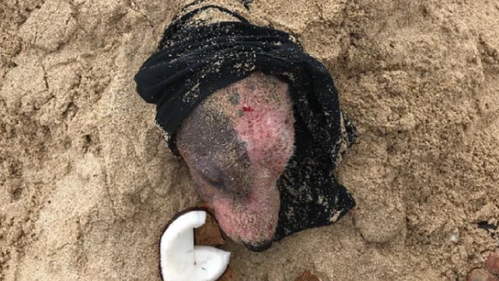 Hund blev begravet levende på strand: Redningsmændene kunne ikke tro deres egne øjne, da de gravede hunden fri