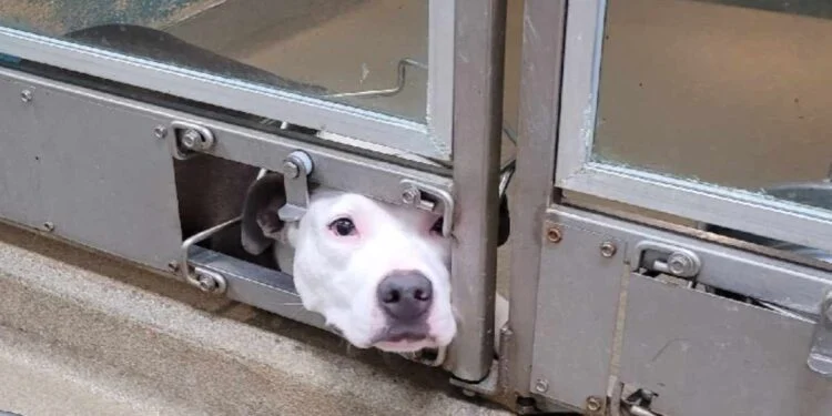 Hunden lå altid og kiggede ud af et hul i døren af hjerteskærende årsag: Så tager situationen en uventet drejning