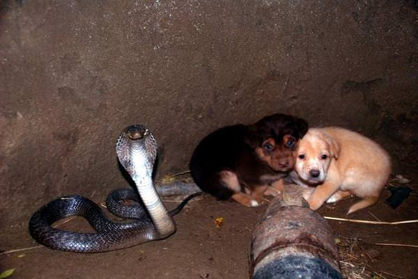 To små hundehvalpe falder pludseligt ned i brønd med en kobra: 48 timer senere efterlades alle i chok