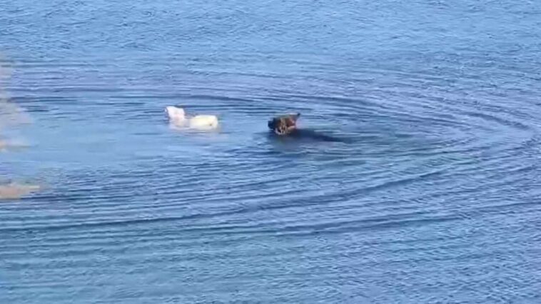 Hunden har taget verden med storm: Næsten alle bliver efterladt i chok, når de ser hvad den gør