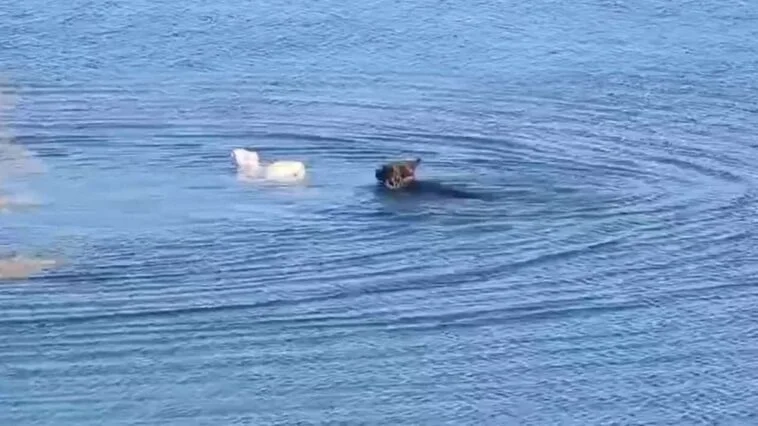 Hunden har taget verden med storm: Næsten alle bliver efterladt i chok, når de ser hvad den gør