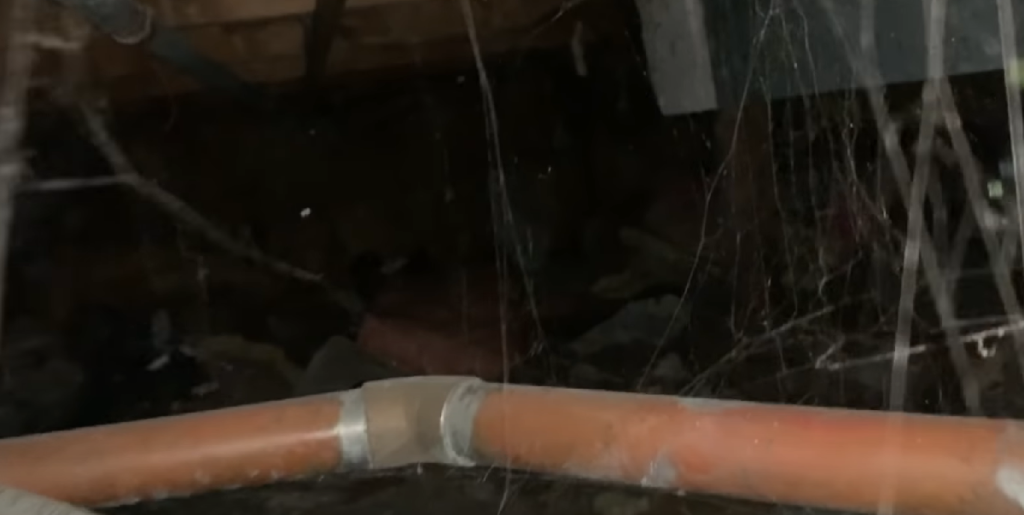 Alex købte en samlers efterladenskaber – få øjeblikke efter kunne han ikke tro sine egne øjne