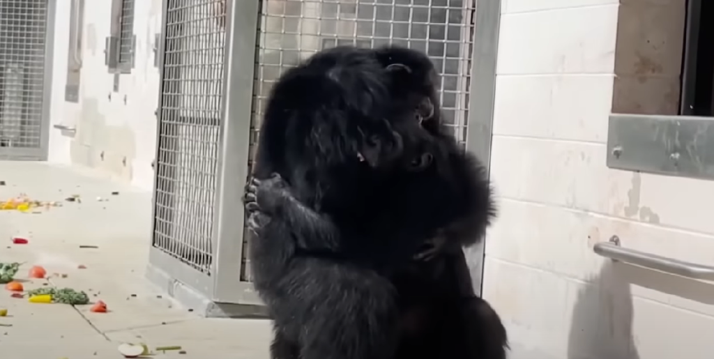 Chimpanse låst inde i 29 lange år – se hendes reaktion, da hun bliver sat fri