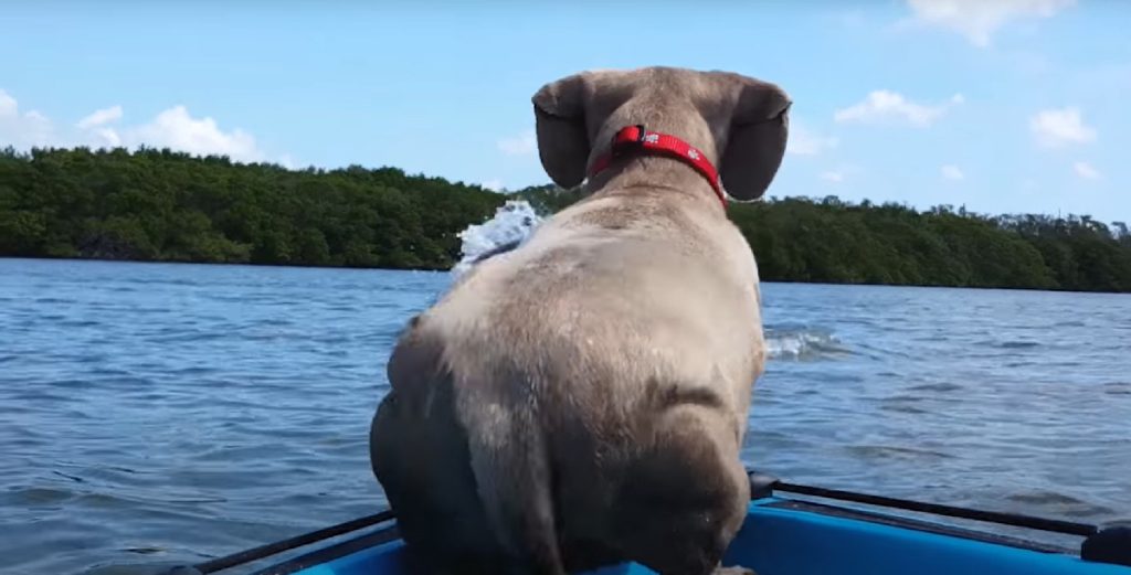 Tina var ude at sejle med sin hund, da de pludseligt opdager noget i vandet: 1 sekund senere kommer hunden med chokerende reaktion