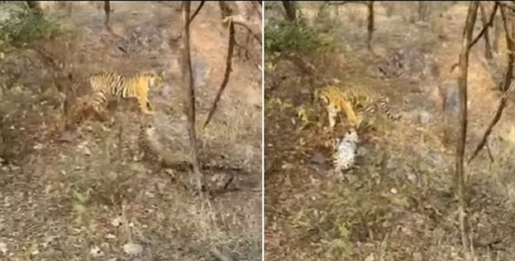 Safaribilen ser helt uventet tiger og leopard sammen – men se så hvad der pludselig sker