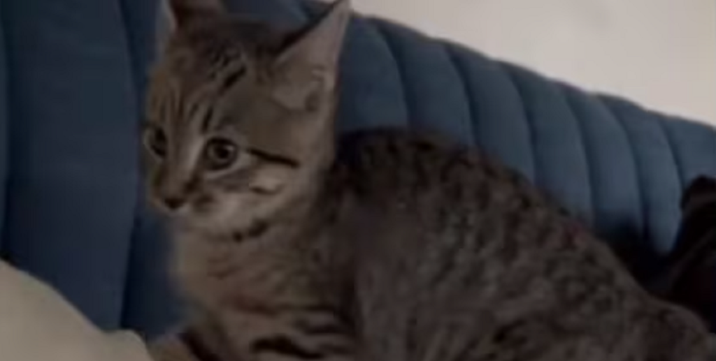 Katten, der er vokset op med hunde, får hele internettet til at grine: Se den pludselig gø af sin ejer her