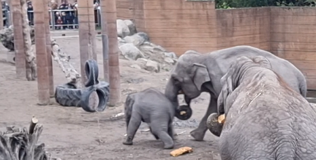 Tirsdag eftermiddag vil huskes længe i København Zoo: Elefantunge smadrede den fuldstændig