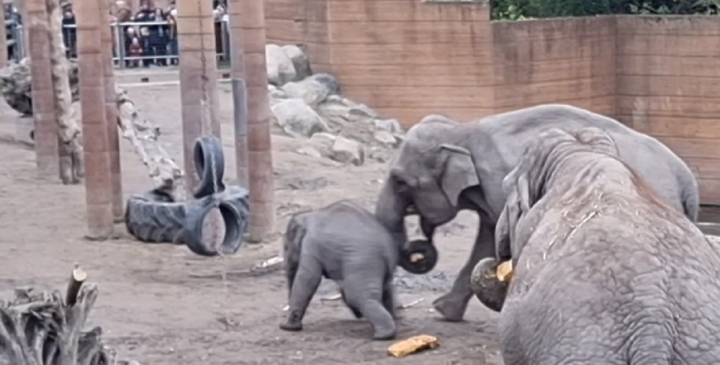 Tirsdag eftermiddag vil huskes længe i København Zoo: Elefantunge smadrede den fuldstændig