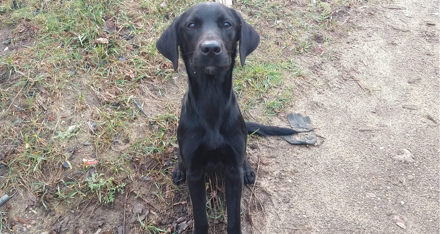 Efterlysning: Sød labrador mangler sin ejer
